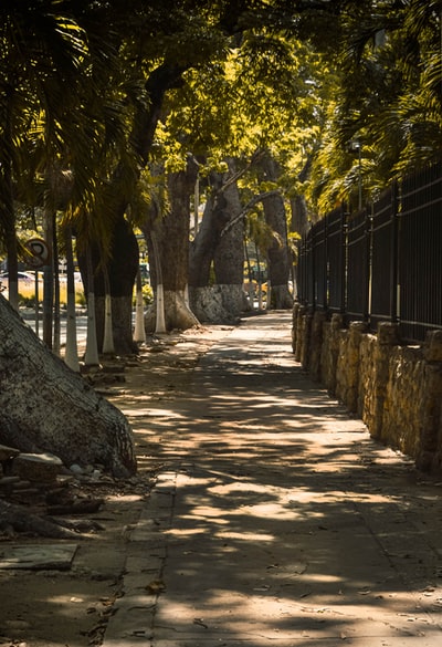 The trees beside the brown wooden fence during the day
